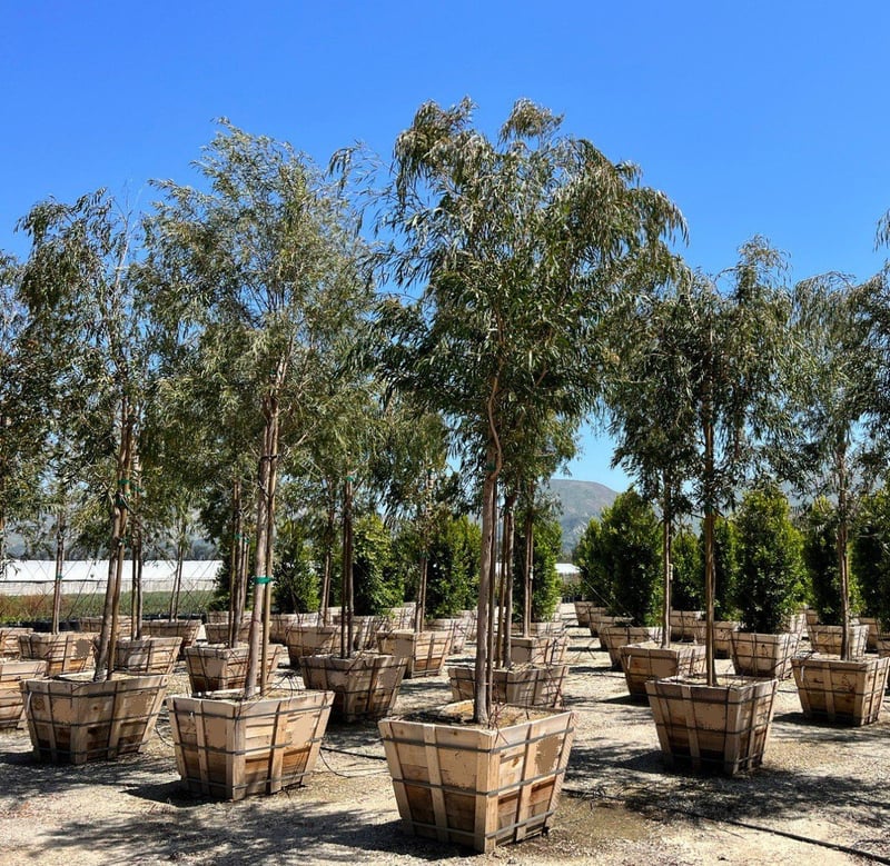 Photo for Agonis flexuosa (Peppermint Tree)