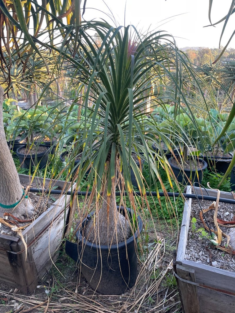 Photo for Beaucarnea recurvata (Ponytail Palm, Bottle Palm)