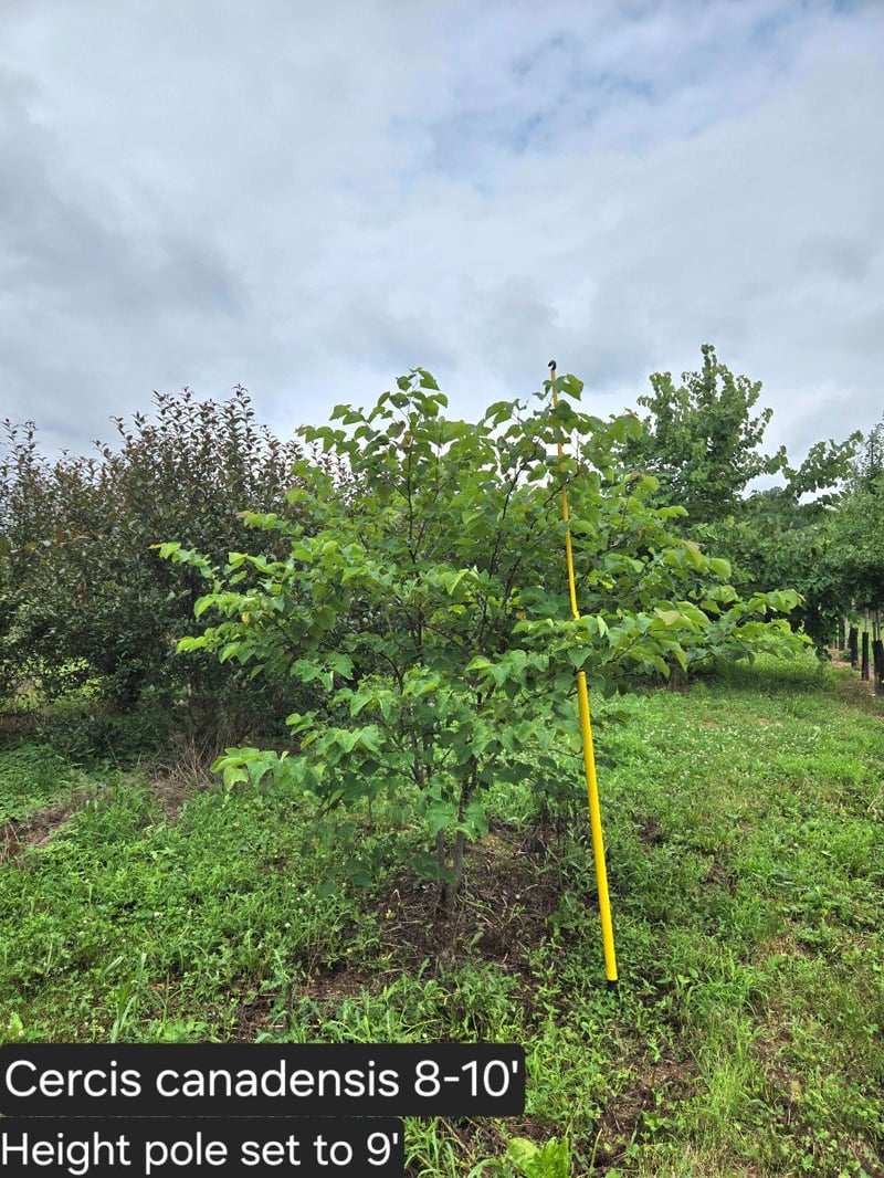 Photo for Cercis canadensis (Eastern Redbud)