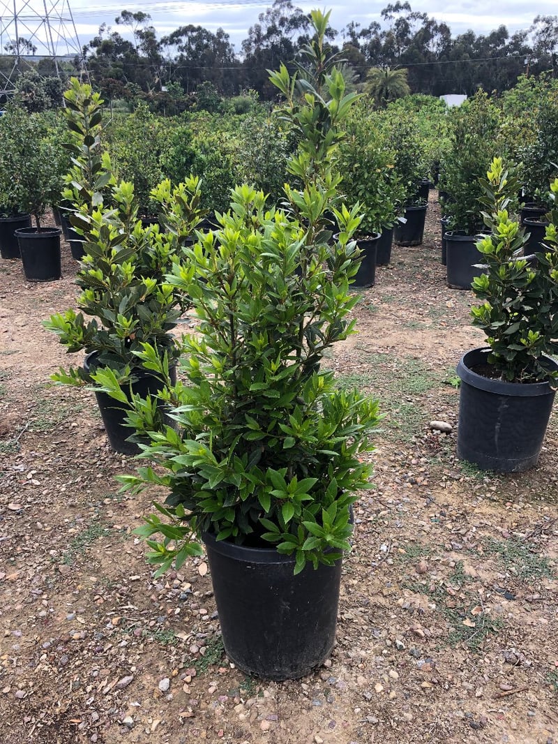 Photo for Laurus nobilis (Sweet Bay)