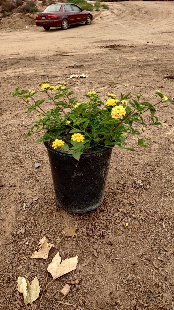 Photo for Lantana x 'Monine' (Spreading Sunshine Lantana)