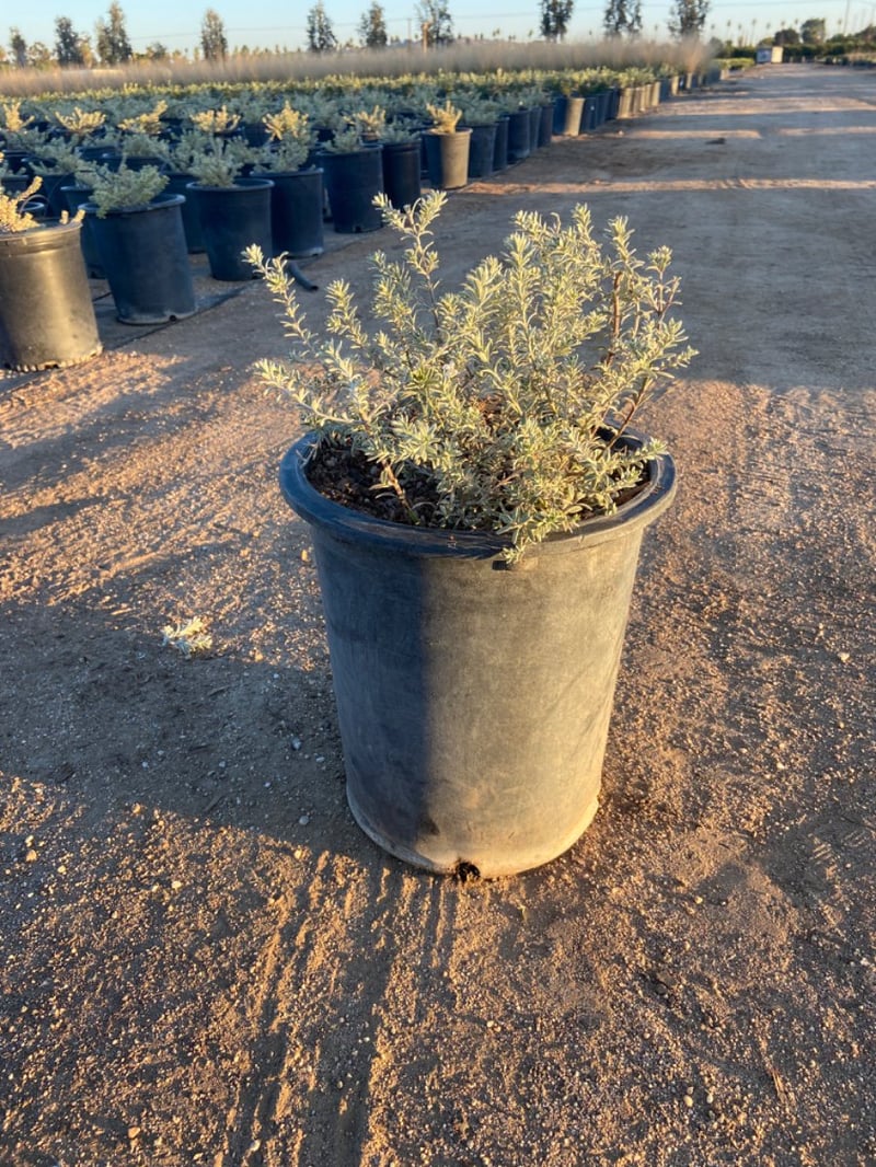Photo for Westringia fruticosa 'Low Horizon' (Low Horizon Coast Rosemary)
