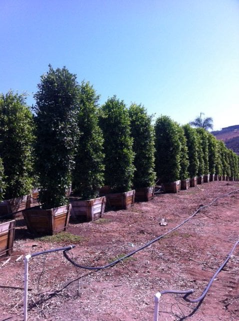 Photo for Ficus microcarpa nitida (retusa) (Indian Laurel)