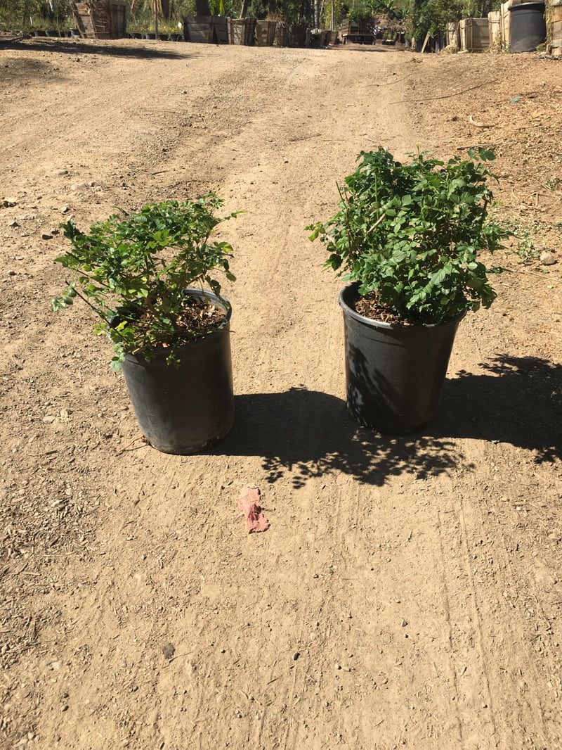 Photo for Tecoma capensis (Tecomaria capensis) (Cape Honeysuckle)