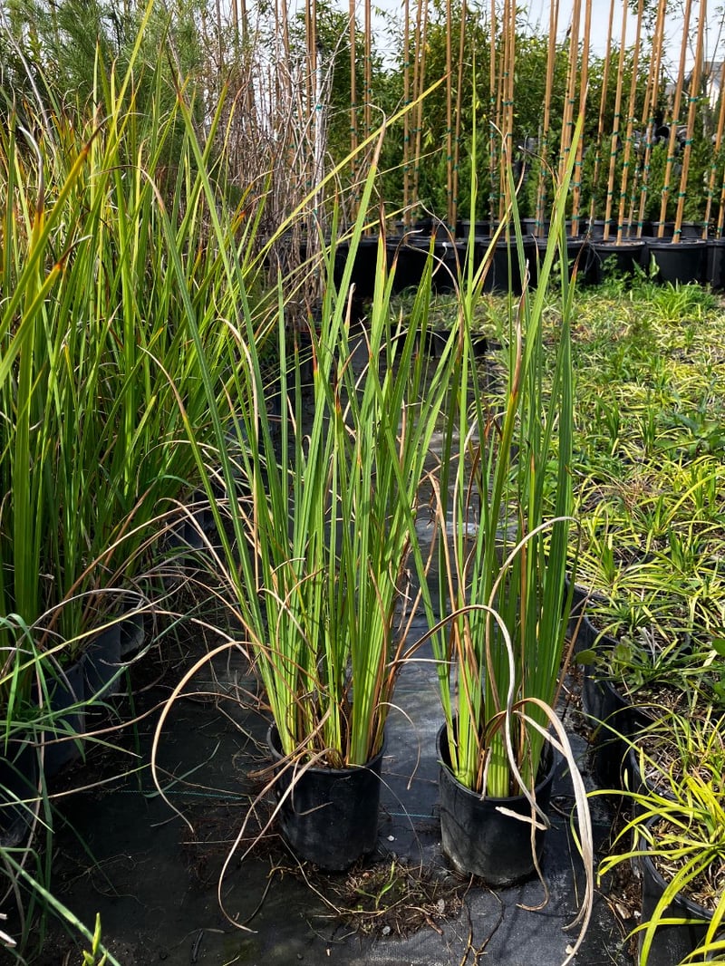 Photo for Dietes bicolor (Fortnight Lily, African Iris)