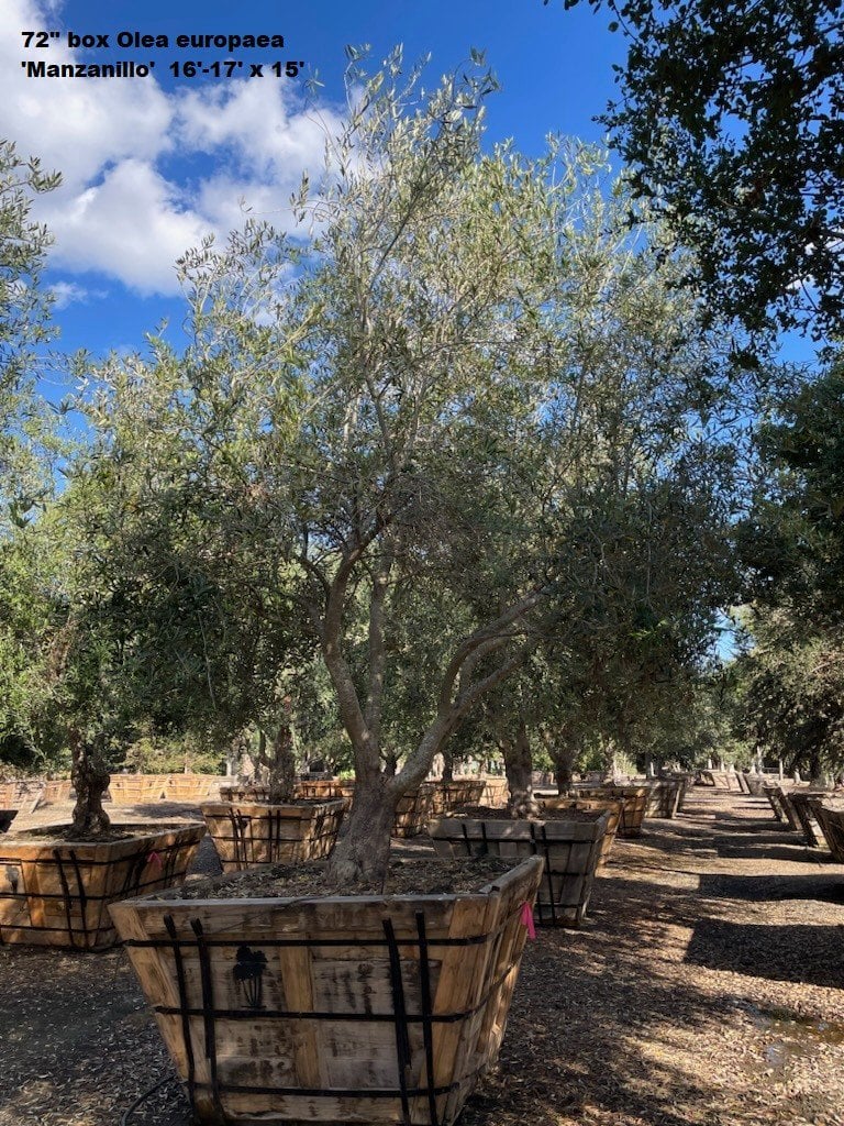 Photo for Olea europaea (Low Branch) (Olive Tree)