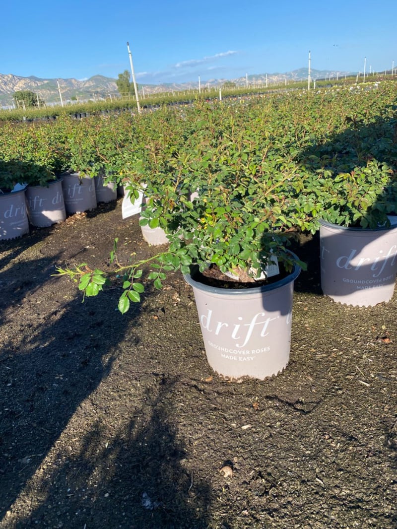 Photo for Rosa 'Meizorland' (White Drift Groundcover Rose)