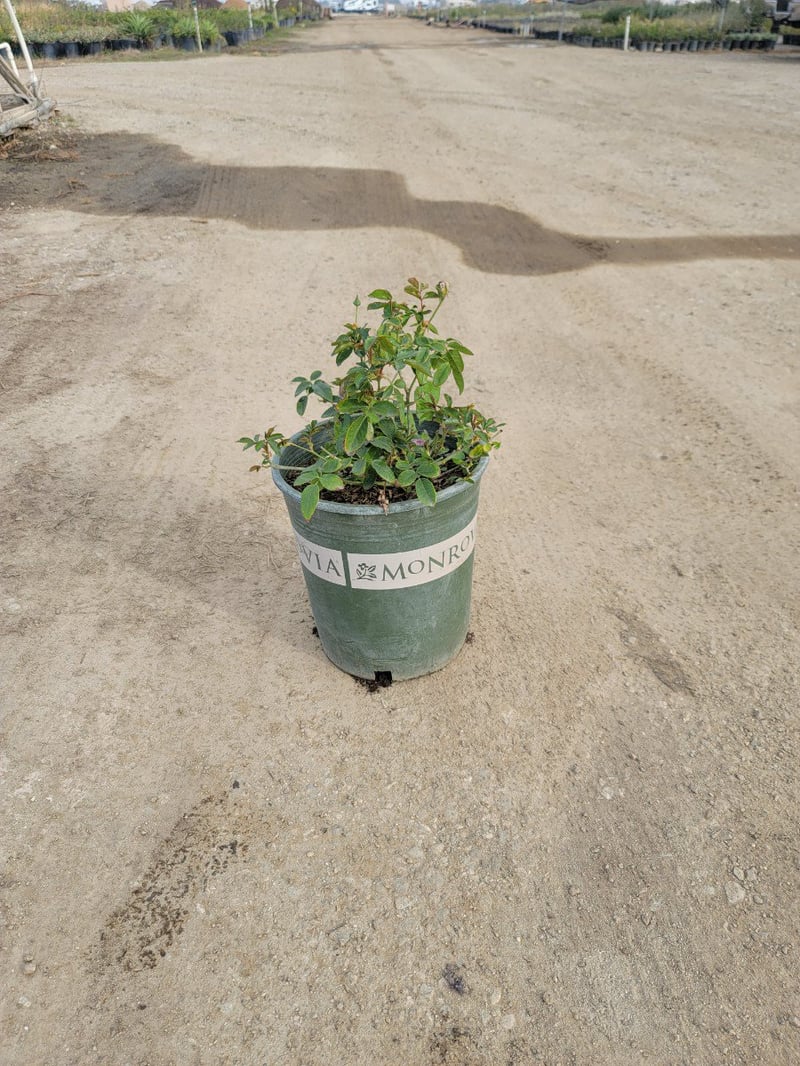 Photo for Rosa acicularis 'Iceberg' (Iceberg Rose)