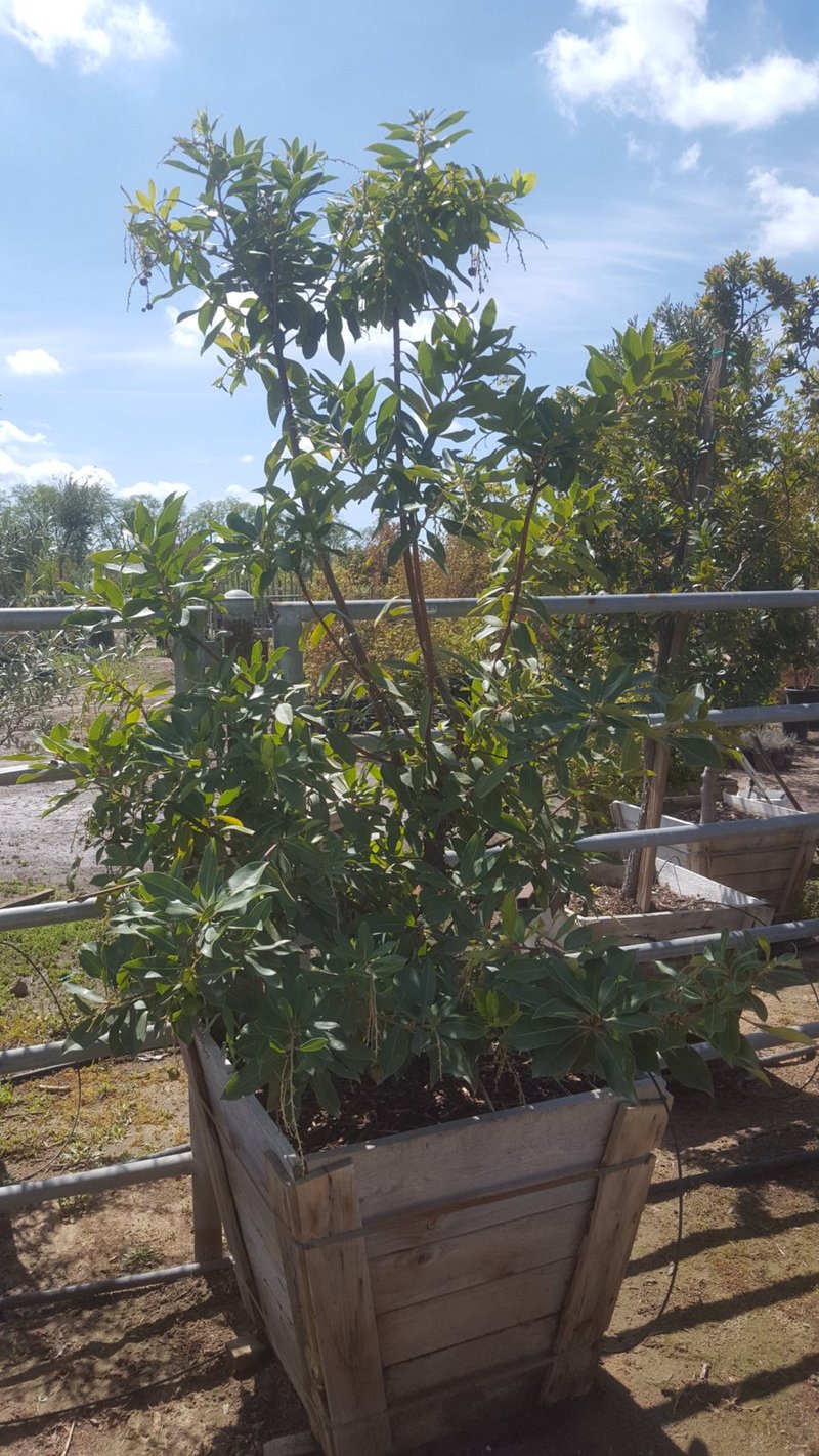 Photo for Arbutus 'Marina' (Standard) (Marina Strawberry Tree)
