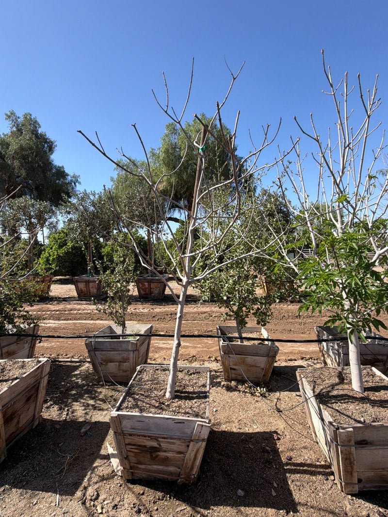 Photo for Aesculus californica (California Buckeye)