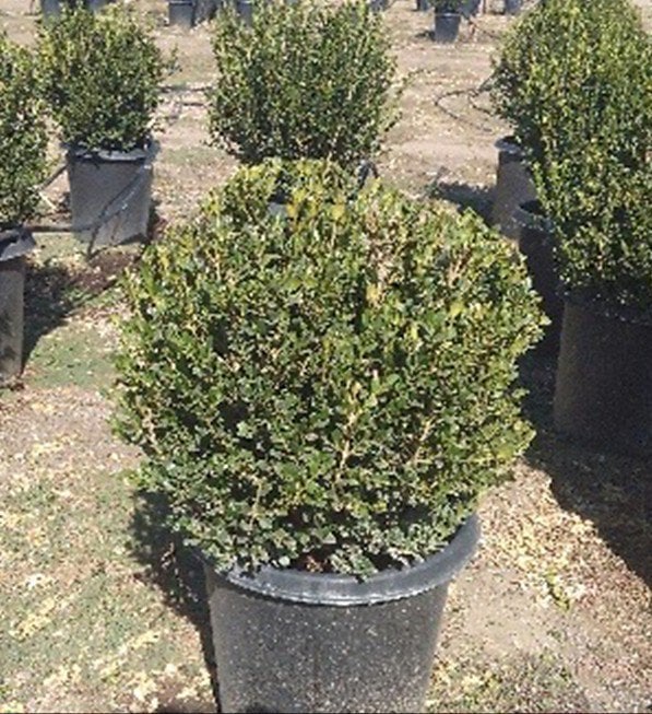 Photo for Buxus (globe form) (Boxwood Globe)