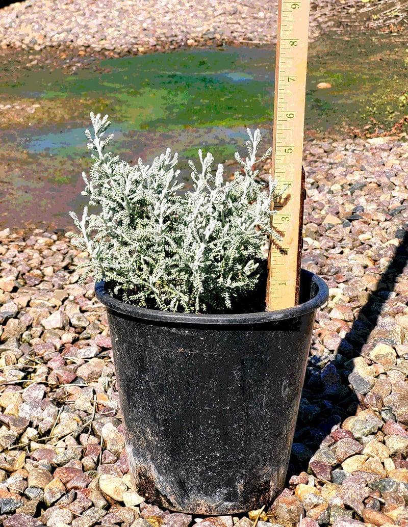 Photo for Santolina chamaecyparissus (S. incana) (Lavender Cotton)