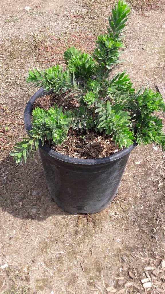 Photo for Callistemon citrinus 'Little John' (Dwarf Bottlebrush)