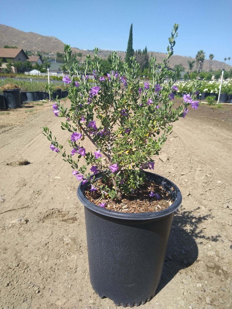 Photo for Leucophyllum langmaniae 'Rio Bravo' (Rio Bravo Texas Ranger)