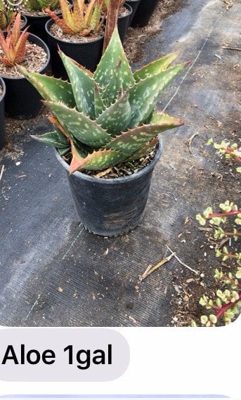 Photo for Aloe maculata (Soap Aloe)
