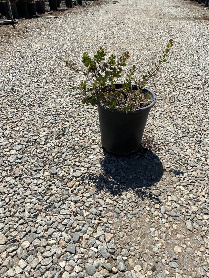 Photo for Arctostaphylos 'John Dourley' (John Dourley Manzanita)
