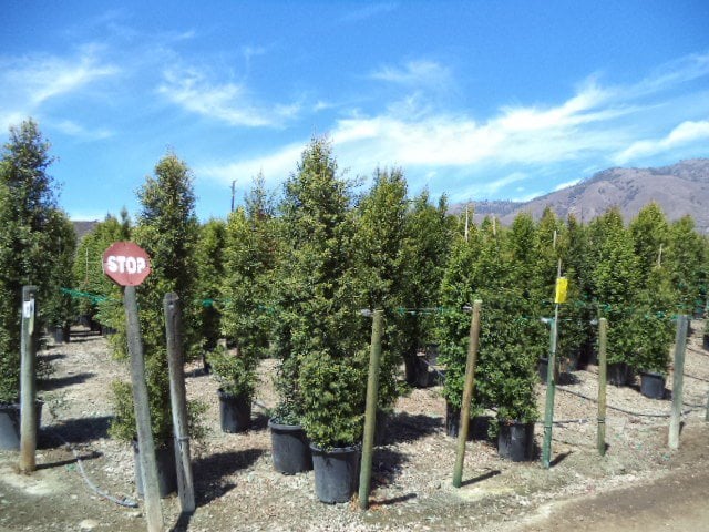 Photo for Syzygium paniculatum (Australian Brush Cherry)