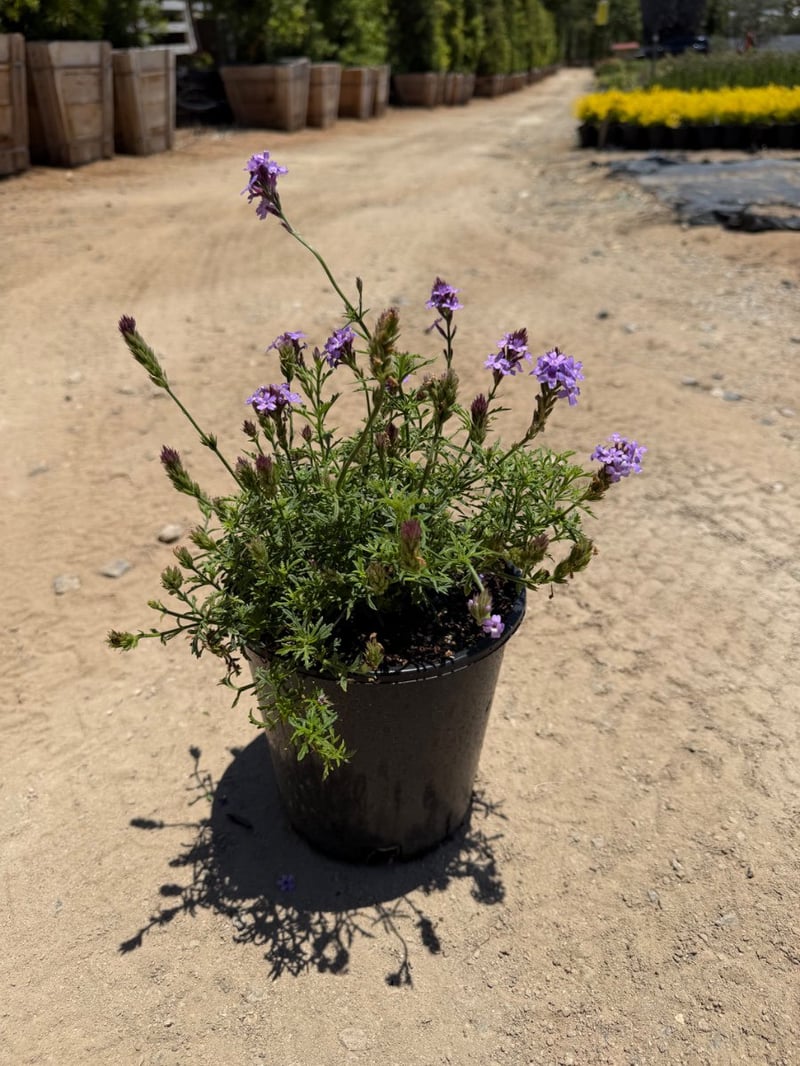 Photo for Verbena lilacina 'De La Mina' (De La Mina Verbena)