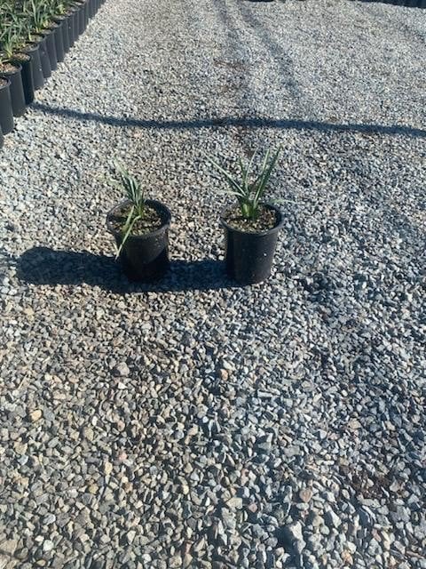 Photo for Dianella caerulea 'Cassa Blue' (Cassa Blue Flax Lily)