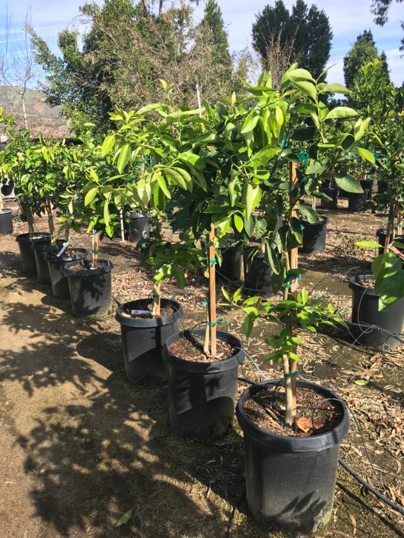 Photo for Citrus x 'Minneola' (Minneola Tangelo)