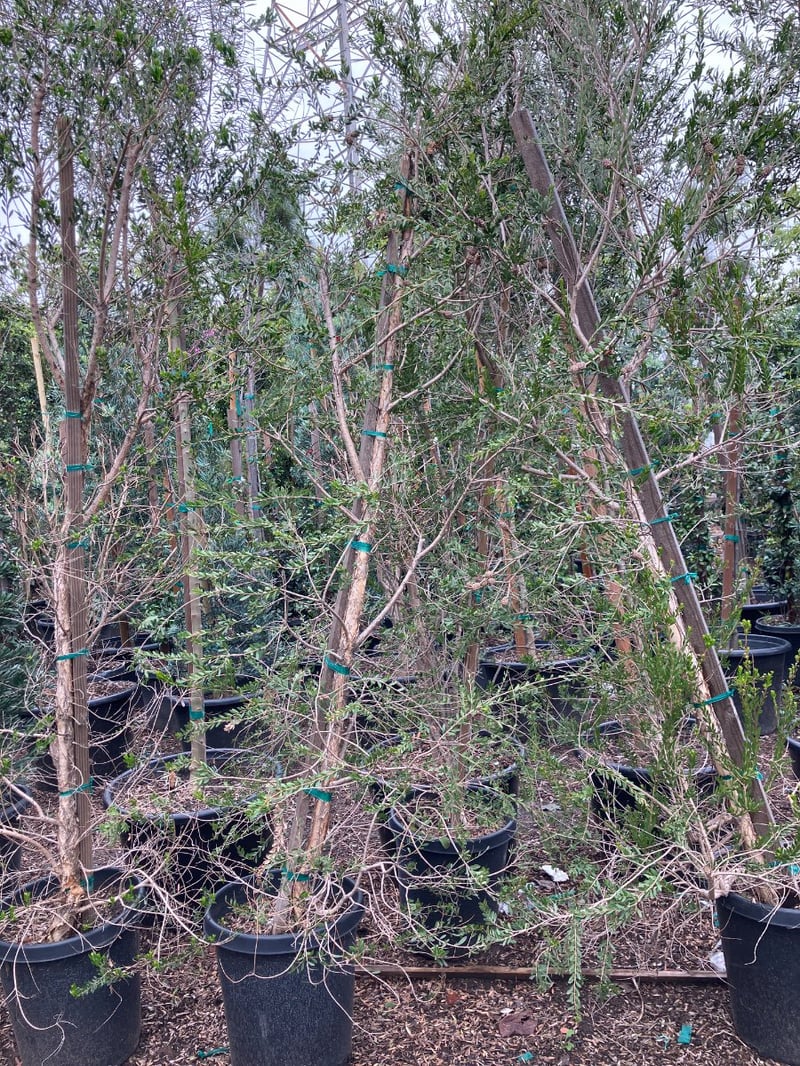 Photo for Melaleuca nesophila (Pink Melaleuca)