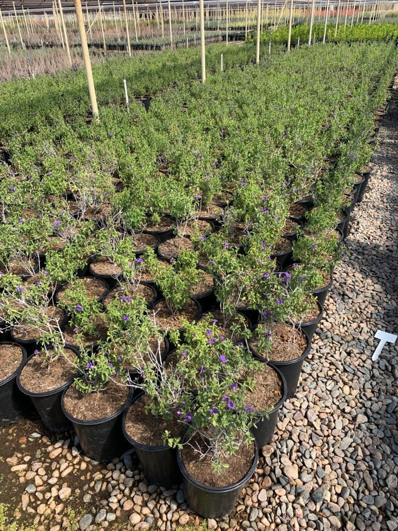 Photo for Ruellia peninsularis (Baja Ruellia)