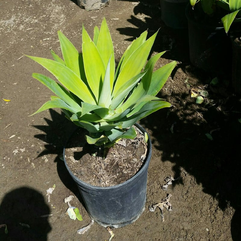 Photo for Agave attenuata (Fox Tail Agave)