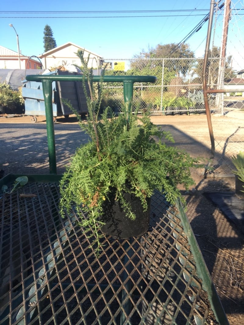 Photo for Achillea millefolium 'Paprika' (Paprika Common Yarrow)