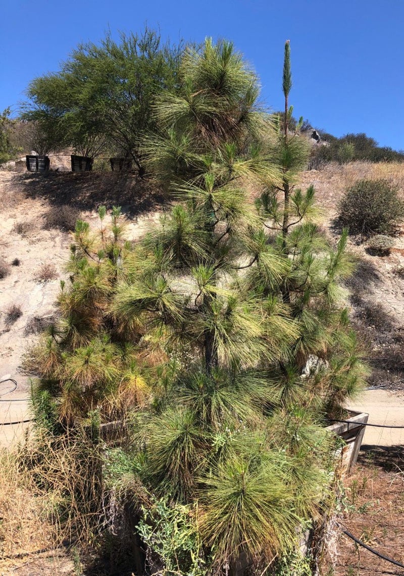 Photo for Pinus canariensis (Canary Island Pine)