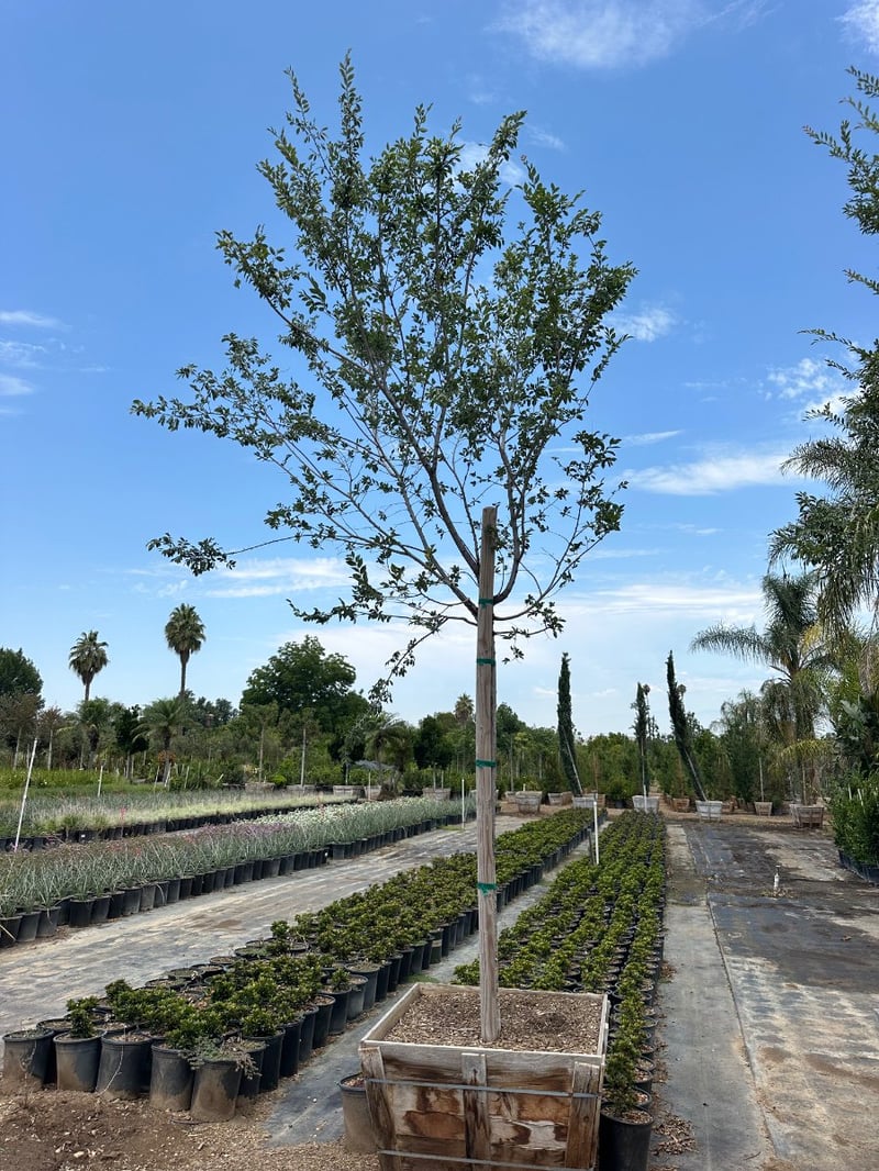 Photo for Ulmus parviflora 'True Green' (True Green Chinese Elm)