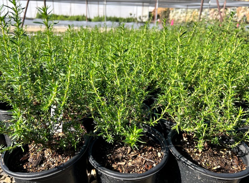 Photo for Eriogonum fasciculatum 'Dana Point' (Dana Point Buckwheat)