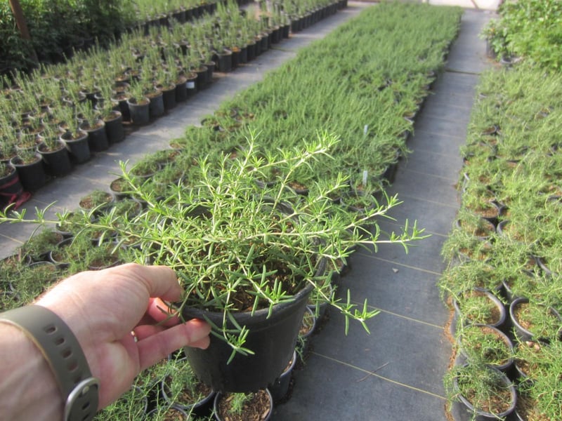 Photo for Rosmarinus officinalis (Rosemary)