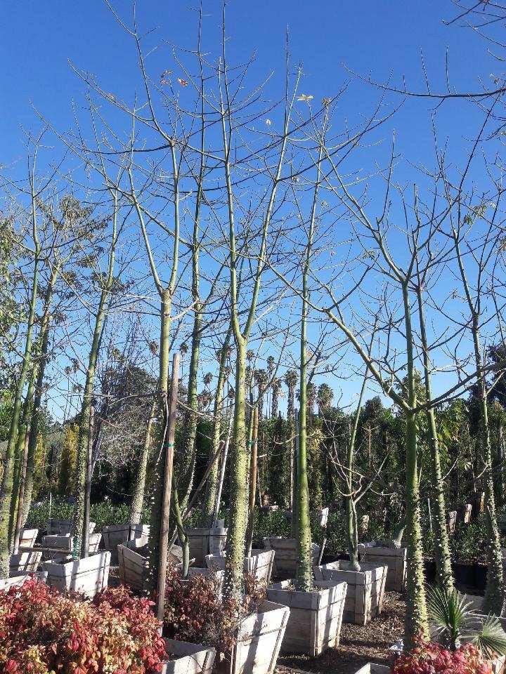 Photo for Chorisia speciosa (Floss Silk Tree)