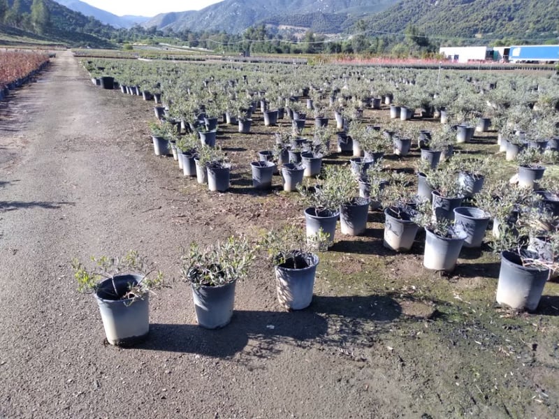 Photo for Acacia redolens 'Low Boy' (Prostrate Acacia)