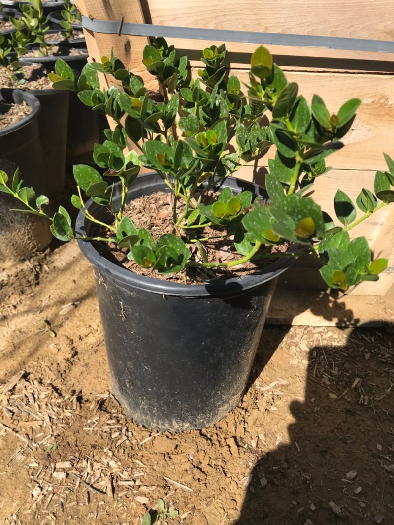 Photo for Carissa macrocarpa 'Tuttle' (Dwarf Natal Plum)