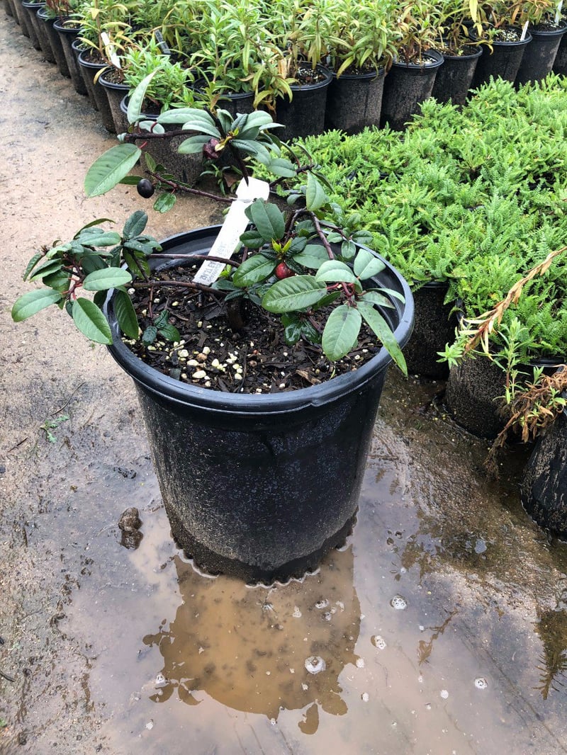 Photo for Rhamnus californica 'Eve Case' (Eve Case Coffeeberry)