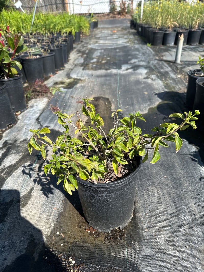 Photo for Lantana camara 'Yellow Trailing' (Yellow Spreading Lantana)