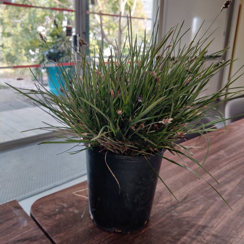 Photo for Sesleria caerulea (Blue Moor Grass)