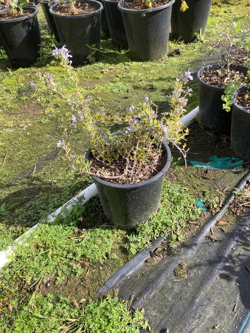 Photo for Rosmarinus officinalis 'Prostratus' (Trailing Rosemary)