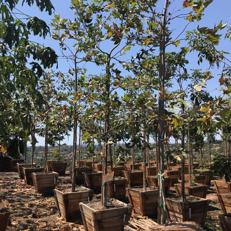 Photo for Platanus racemosa (Standard) (California Sycamore)