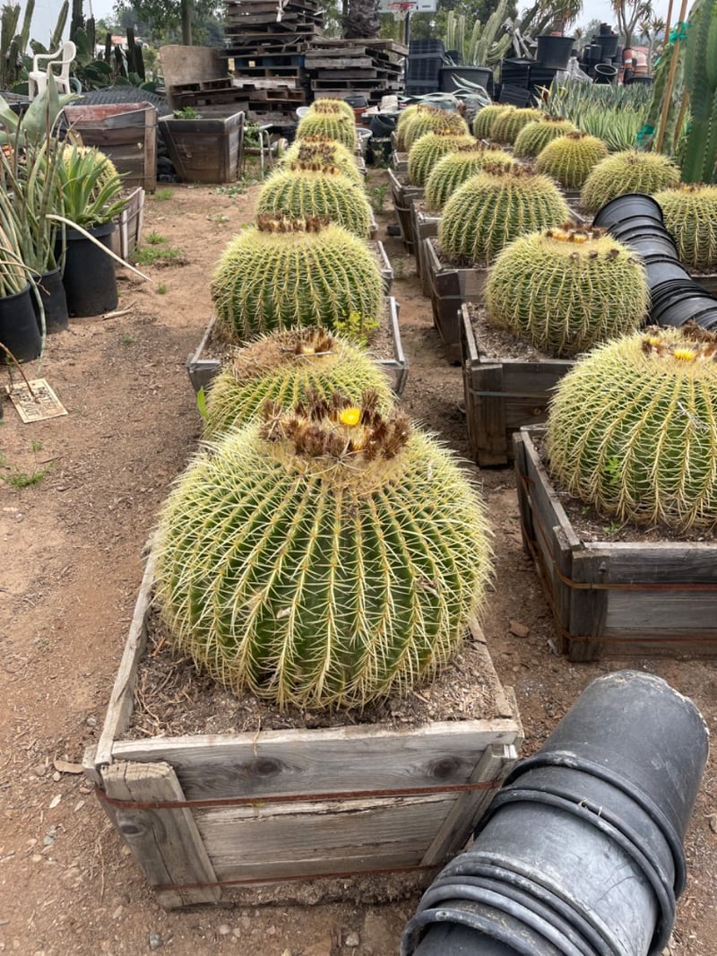 Photo for Echinocactus grusonii (Golden Barrel Cactus)