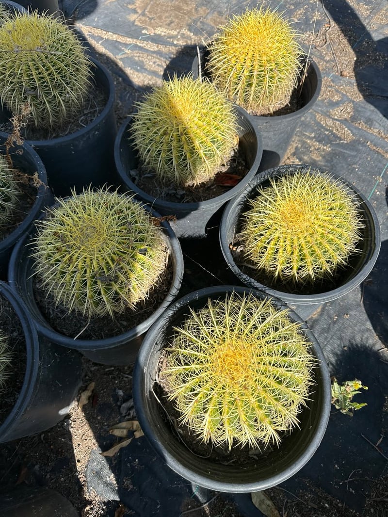 Photo for Echinocactus grusonii (Golden Barrel Cactus)
