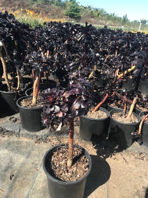 Photo for Aeonium arboreum 'Zwartkop' (Black Rose Aeonium)