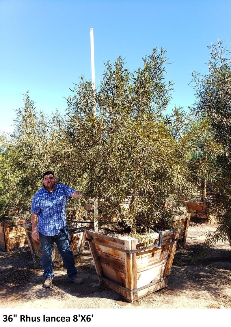 Photo for Rhus lancea (Multi) (African Sumac)