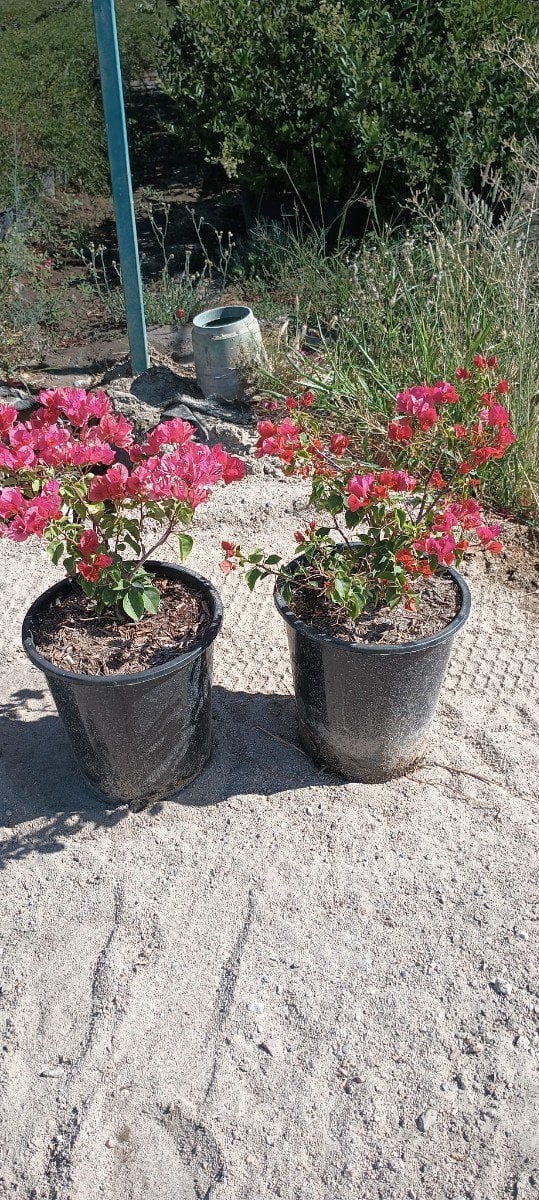 Photo for Bougainvillea 'Rosenka' (Rosenka Bougainvillea)