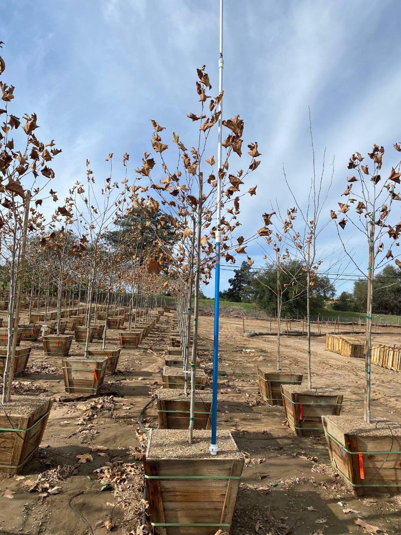 Photo for Platanus acerifolia 'Bloodgood' (Standard) (Bloodgood London Plane Tree)