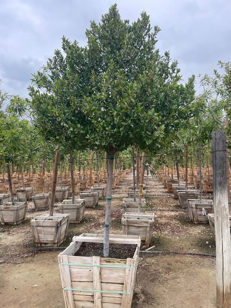 Photo for Prunus caroliniana (Standard) (Cherry Laurel Tree)