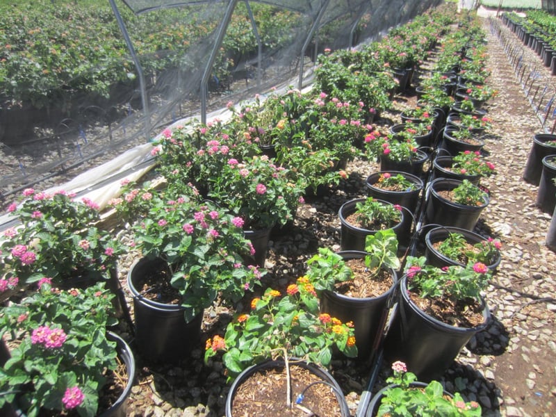 Photo for Lantana camara 'Moni' (Confetti Lantana)