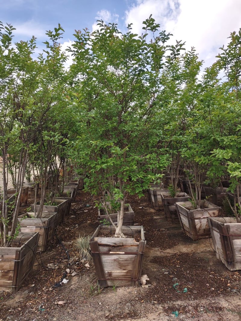Photo for Lagerstroemia indica 'Muskogee' (Multi) (Muskogee Crape Myrtle)