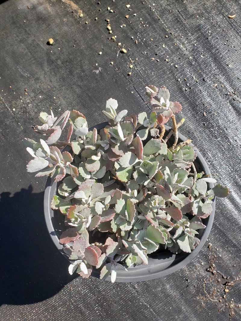 Photo for Kalanchoe pumila (Flower Dust Plant)